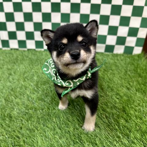 豆柴 - 子犬や子猫たちのペット販売情報が満載「ペットステーション」
