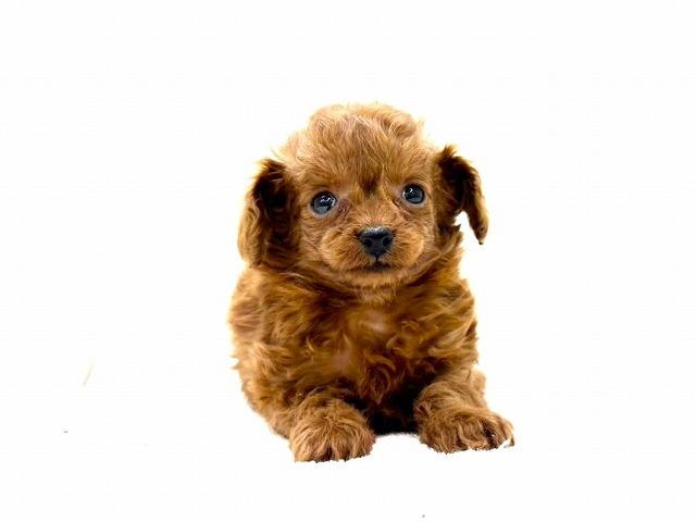 MIXチワワ×トイプードル 630 - 子犬や子猫たちのペット販売情報が満載