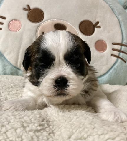 シーズー - 子犬や子猫たちのペット販売情報が満載「ペットステーション」
