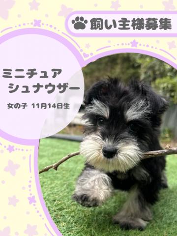 シュナウザーさま シュナウザー♂ 佐賀県M様 ご予約頂きました 