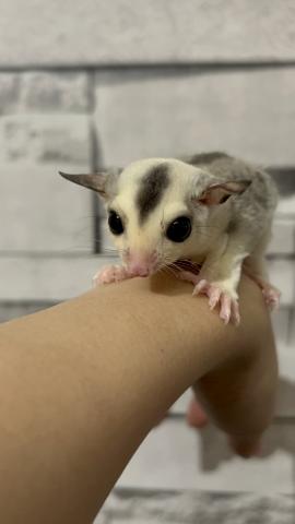 フクロモモンガ モザイク - 子犬や子猫たちのペット販売情報が満載