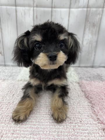 MIXトイプードル×(チワワ×マルチーズ) - 子犬や子猫たちのペット販売