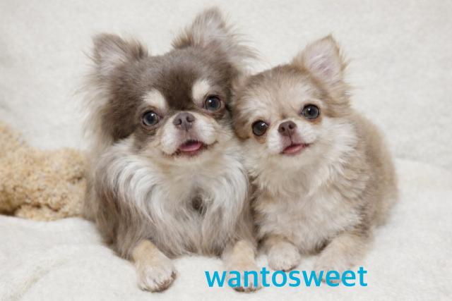 wan to sweetの外観