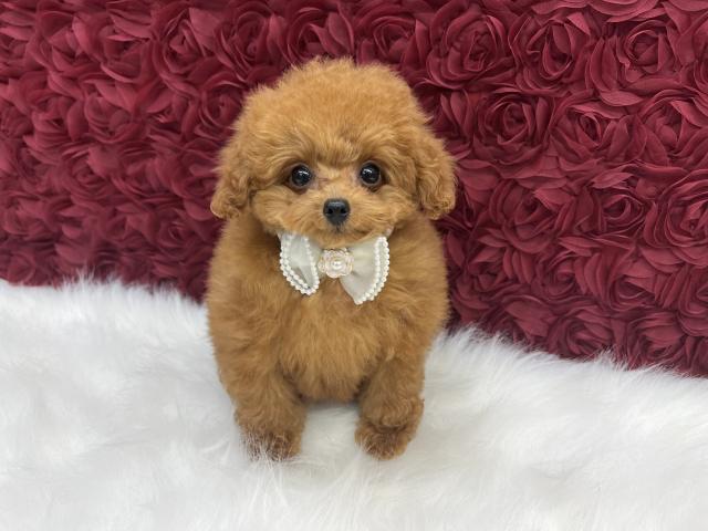 トイプードルマイクロティーカップ～ティカップサイズ予想 - 子犬や