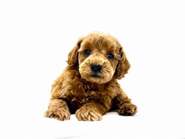 トイプードル668 - 子犬や子猫たちのペット販売情報が満載「ペット