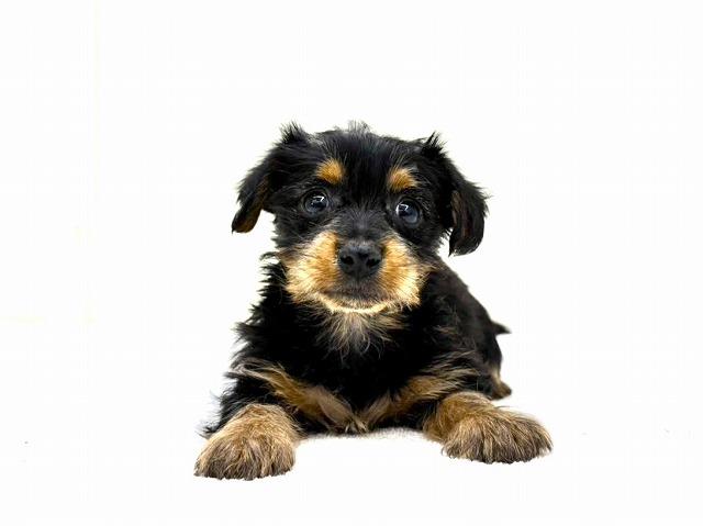 MIXミニチュアダックスフンド×ヨークシャーテリア877 - 子犬や子猫たち