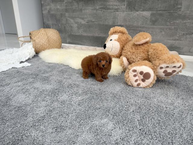 トイプードル5921 - 子犬や子猫たちのペット販売情報が満載「ペット