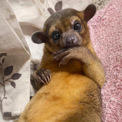 フラッピーの外観