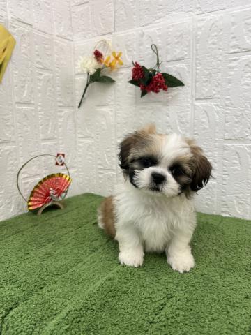 シーズー - 子犬や子猫たちのペット販売情報が満載「ペットステーション」