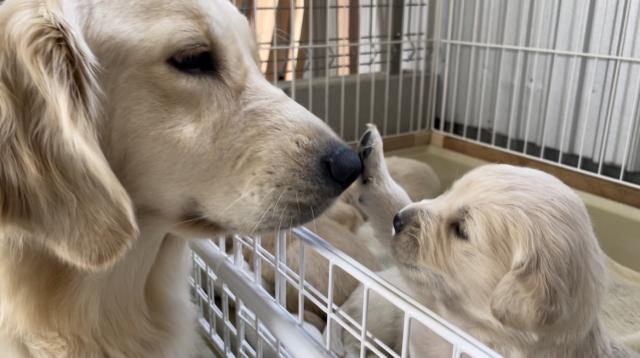 犬の小牧の外観