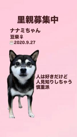 豆柴さま専用ページ 豆柴【奈良県・女の子・2020年9月27日生まれ】 - ペットステーション