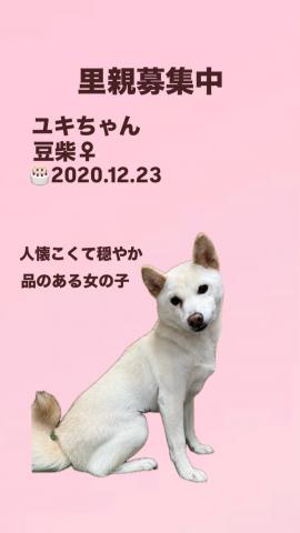 豆柴【奈良県・女の子・2020年12月23日生まれ】 - ペットステーション