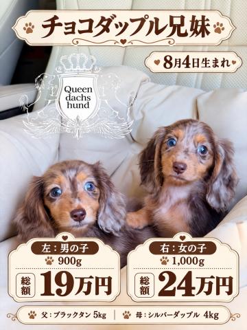 ミニチュアダックスフンド【愛知県・女の子・2026年8月4日生まれ