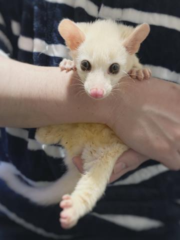コモンパームシベット - 子犬や子猫たちのペット販売情報が満載