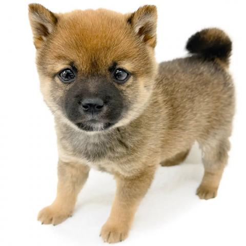 柴犬豆柴 - 子犬や子猫たちのペット販売情報が満載「ペットステーション」