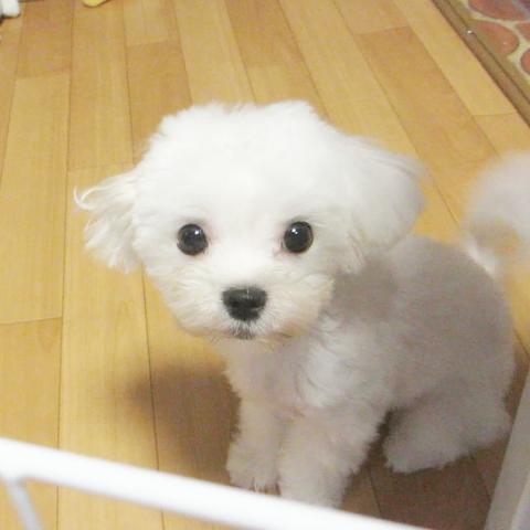Gentle Malteseの外観