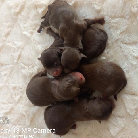 イヌプラン犬舎の写真(山口県岩国市)