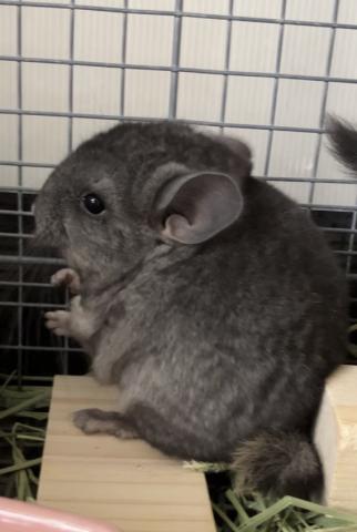 RPAcエボニーチンチラ