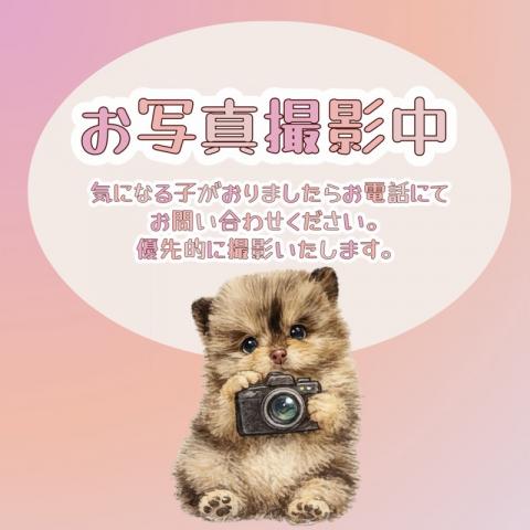 MIXマルチーズ×トイプードル【神奈川県・女の子・2026年8月19日生まれ