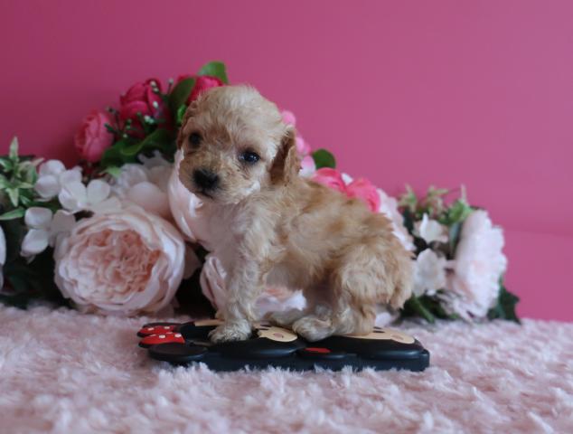 トイプードルマイクロティーカッププードル予想の女の子です。65ℊで