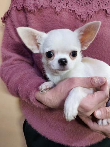 チワワ(スムースコート)