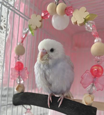 Budgie Gardenの外観