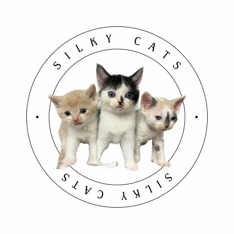 Silky Catsの外観