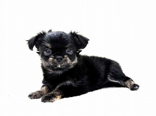 MIXチワワ×チワプー 850 - 子犬や子猫たちのペット販売情報が満載