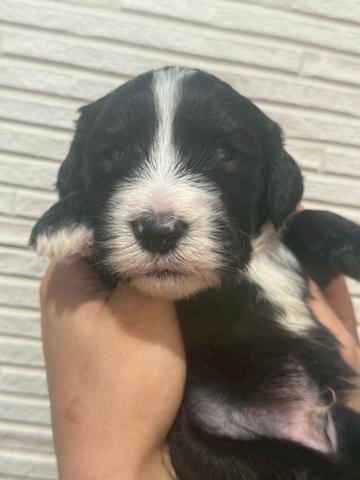 MIX大人気!希少!大型犬♡シーパードゥードル