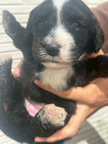 MIX大人気!希少!大型犬♡シーパードゥードル