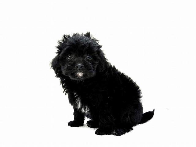 MIXトイプードル×チワマル 298 - 子犬や子猫たちのペット販売情報が