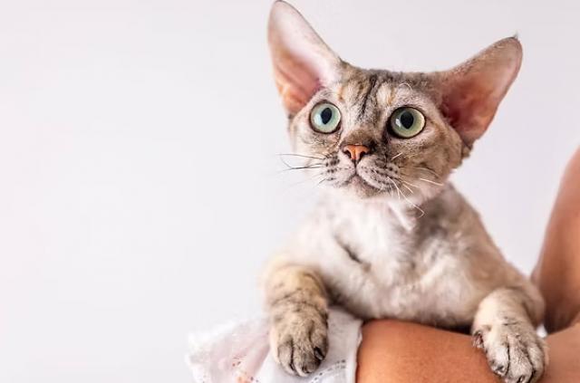 デボンレックス専門ブリーダー Blomstra Catteryの外観