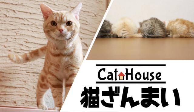 猫ざんまい蒲田本店の写真(東京都大田区)