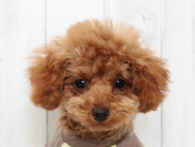 トイプードル - 子犬や子猫たちのペット販売情報が満載「ペット