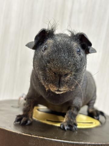 モルモット スキニーギニアピッグ - 子犬や子猫たちのペット販売情報が