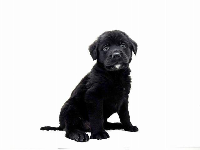MIXバーニーズマウンテンドック×ラブラドール 988 - 子犬や子猫たちの