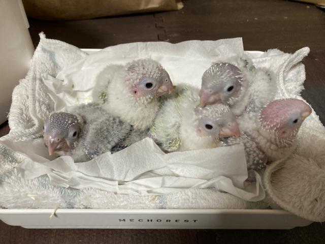 Urobirbs(ウロバーズ)の外観