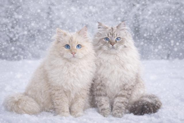 Cattery BELINDAの外観