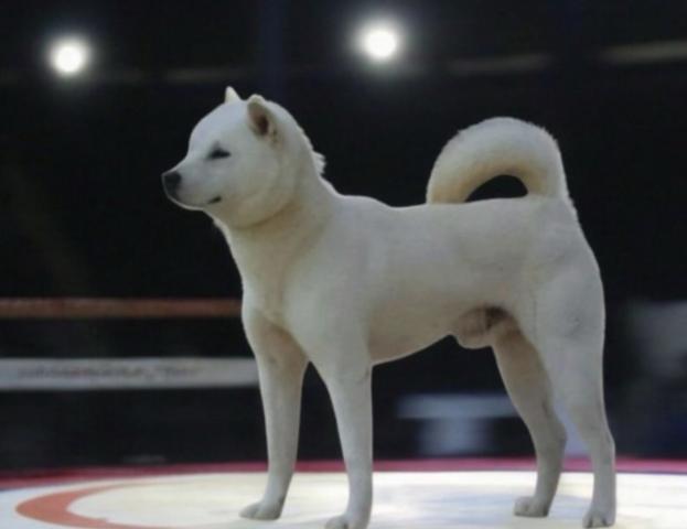 イセシマケンネルの外観