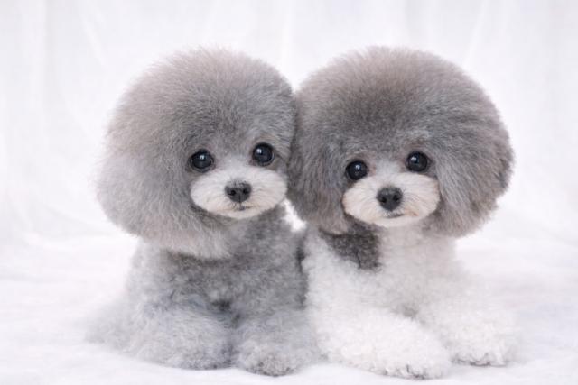 le,petit,angeの外観