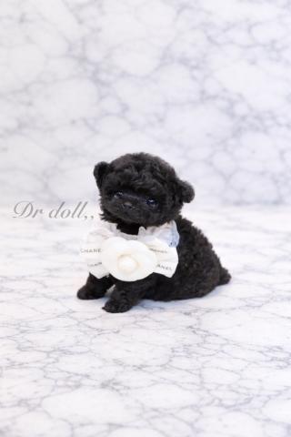 Dr.dollの外観