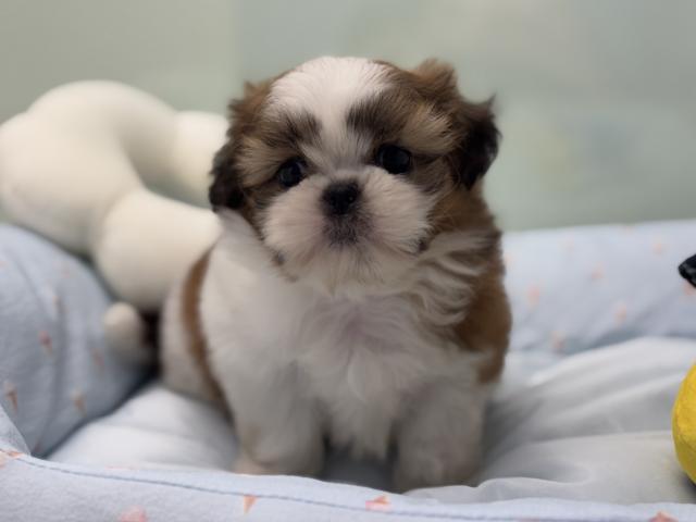 シーズー - 子犬や子猫たちのペット販売情報が満載「ペットステーション」
