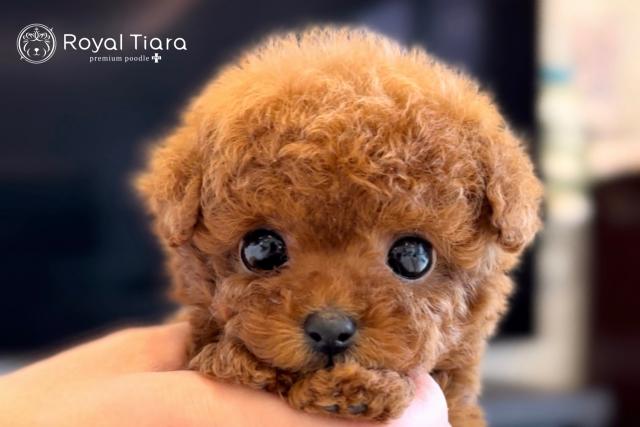Royal Tiara Premium Poodleの外観