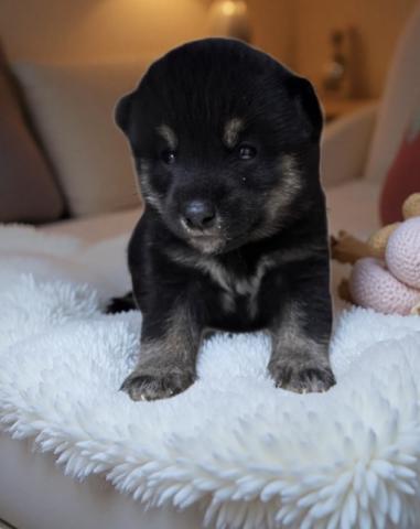 柴犬豆柴 - 子犬や子猫たちのペット販売情報が満載「ペットステーション」