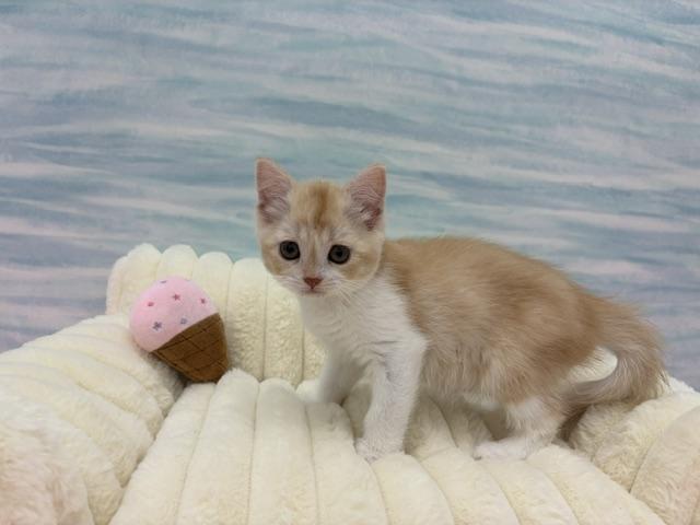 マンチカン - 子犬や子猫たちのペット販売情報が満載「ペット
