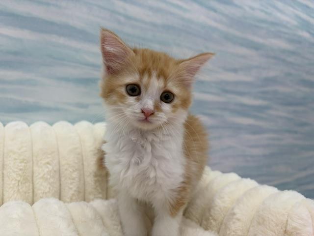 マンチカンです。 マンチカン - 子犬や子猫たちのペット販売情報が満載「ペット