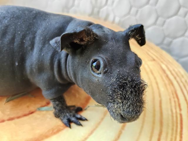 モルモット スキニーギニアピッグ - 子犬や子猫たちのペット販売情報が モルモット スキニーギニアピッグ - 子犬や子猫たちのペット販売情報が