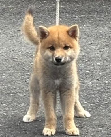 柴犬【売り切り特価】【プレミアクラス】の柴犬⭐️差し尾の希少な子