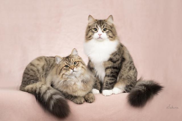 Cattery ORSETTOの外観
