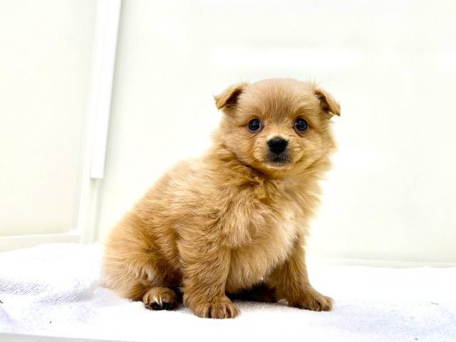 MIXチワプー×トイプードル 231 - 子犬や子猫たちのペット販売情報が